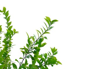 Top view tropical plant leaves with branches on white isolated background for green foliage backdrop 