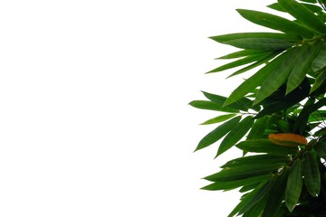 Tropical rainforest bamboo leaves on white isolated background for green foliage backdrop 