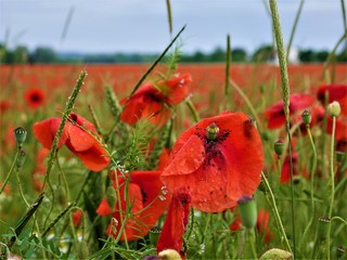Fototapeta premium Mohnblumen
