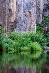 Fresh green leaves reflecting on the water