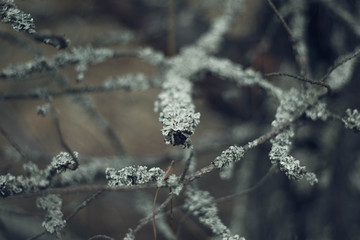 Gray tree branches covered with moss in the forest. Close up. Beautiful moss on the branches. The tree in the moss.