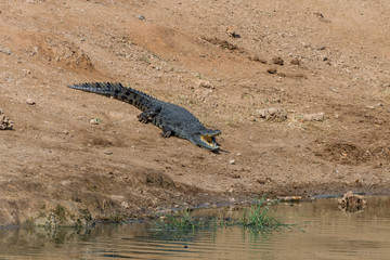 Nile crocodile, outside the water, with open mouth
