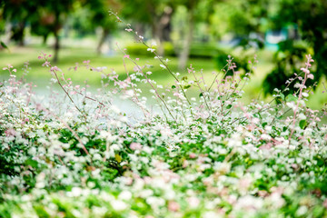 Garden - Green leaves and green grass Natural background