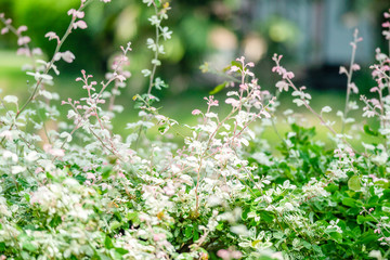 Garden - Green leaves and green grass Natural background