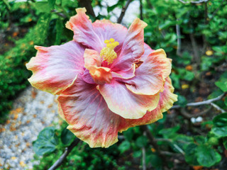 Beautiful colorful Hibiscus flower in the garden. Hibiscus Rosa-Sinensis flower known as Chinese hibiscus,China rose,Hawaiian hibiscus.