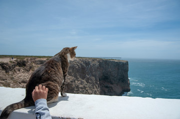 Katze auf Klippen mit Meerblick