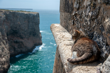 Katze auf Klippen mit Meerblick