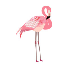 Pink flamingo isolated on white background, vector