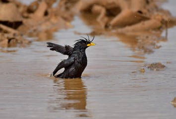 The White-vented myna playing water for relax