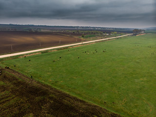 Fototapeta na wymiar Beautiful rural scenery. Agricultural fields with sheep. Aerial shot with drone