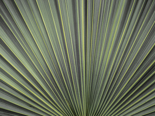 Close up of a pattern and texture green palm foliage background.Blurred greenery abstract background.