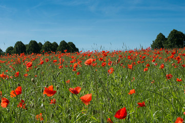 Mohn, blime, poppy, flowers, field, sky