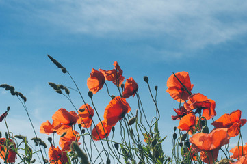 Mohn, blime, poppy, flowers, field, sky