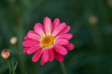 濃いピンクの花 背景素材 鮮やか シンプル