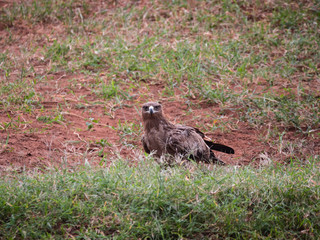 Tawny Eagle in Tsavo Conservation Area, Kenya