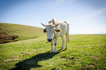 Young White Cow Staring at Camera on Mountain Grass