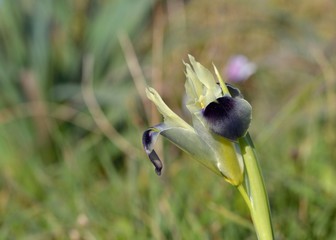 Snake's Head Iris (Iris tuberosa or Hermodactylus tuberosus), Crete