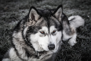 Fototapeta premium Dog breed alaskan malamute plays in a garden. Selective focus. Toned