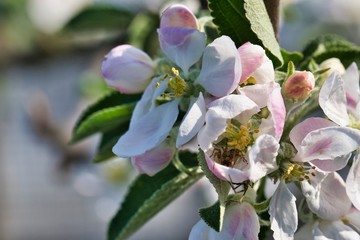 Spinne in Apfelblüte