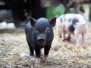 Fototapeta premium Cute little pigs in the farm. Portrait of a pig