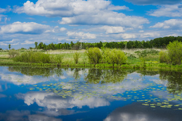 Obraz na płótnie Canvas Pitchers in the lake, cloud and sky reflected in the water. Wildlife. Green meadow and forest