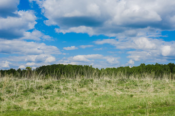 Fototapeta na wymiar Green field. Wildlife. Meadow and forest. Cloudy sky Rural landscape.