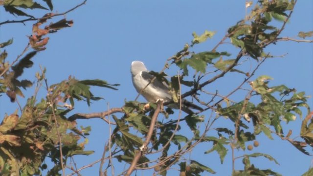 Black winged kite on a branch in hula valley Isael