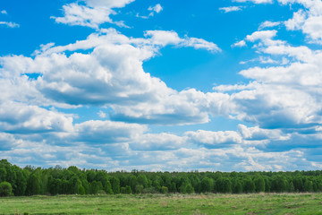 Green field. Wildlife. Meadow and forest. Cloudy sky Rural landscape.