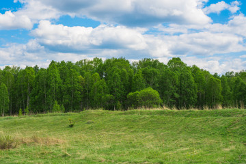 Fototapeta premium Green field. Wildlife. Meadow and forest. Cloudy sky Rural landscape.