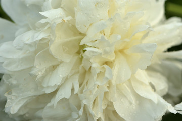 Closeup of white peony with raindrops on blurred green background