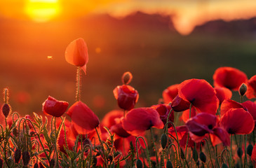 red poppies lit by a dial of the setting sun