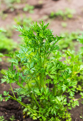 green fresh parsley growing in the garden