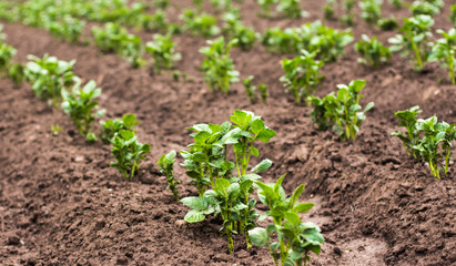 even rows of growing green potatoes in agriculture