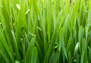 Fototapeta na wymiar natural background of green onions Sisaket, agriculture