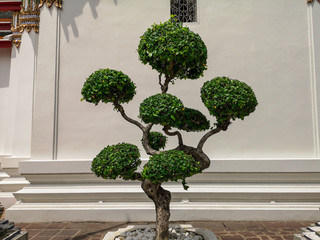 Tako tree bending in a garden.Bonsai Ebony element tree for decorate architect design.