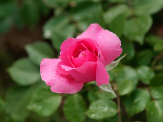 beautiful red garden rose in dew drops