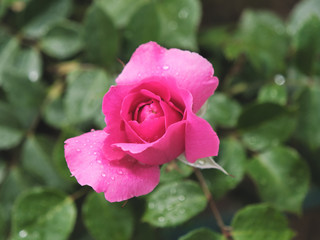 beautiful red garden rose in dew drops