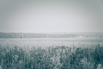 Frost on a grass. Russian provincial natural landscape in gloomy weather. Toned