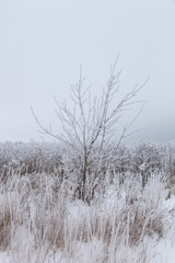 Frost on a grass. Russian provincial natural landscape in gloomy weather