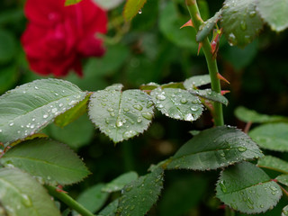 beautiful red garden rose in dew drops