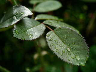 beautiful red garden rose in dew drops