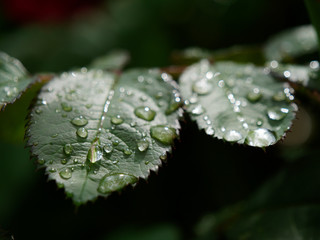 beautiful red garden rose in dew drops
