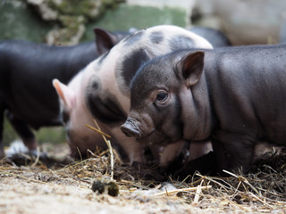 Fototapeta premium Cute little pigs in the farm. Portrait of a pig