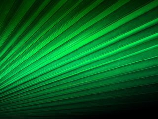 Close up of a pattern and texture green palm foliage background.Blurred greenery abstract background.