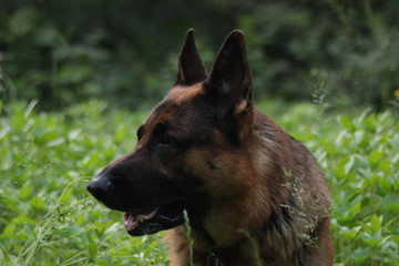 German shepherd walks and lies on a forest clearing on a summer evening