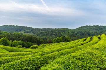 A landscape view of the green tea fields of Boseong in the early morning, south korea