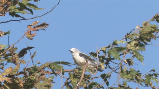 Black winged kite on a branch in hula valley Isael