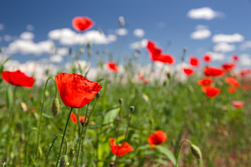 Close up of a field of blooming poppies, against a background of blue sky.