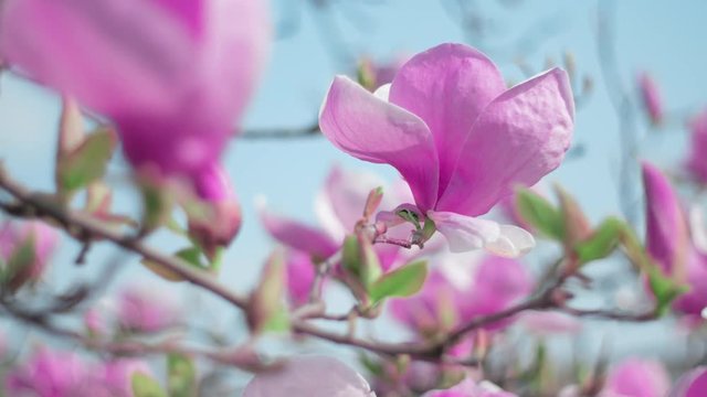 Beautiful magnolia flower blooms against the background of magnolia flowers. Nature.