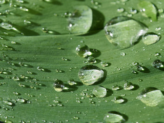Close up view to water drops on the leaf.